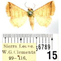 /filer/webapps/moths/media/images/O/orthogramma_Eublemma_AF_BMNH.jpg