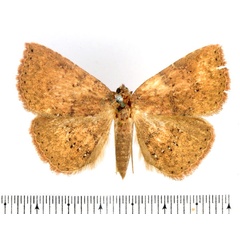 /filer/webapps/moths/media/images/A/adspersa_Attonda_AF_BMNH_03.jpg
