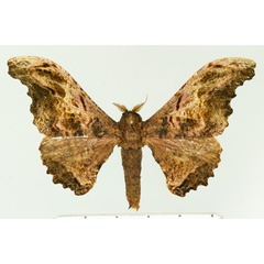 /filer/webapps/moths/media/images/H/herilla_Micragone_AM_Basquin.jpg