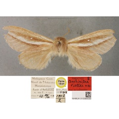 /filer/webapps/moths/media/images/V/viettei_Anchirithra_PTM_BMNH.jpg