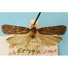 /filer/webapps/moths/media/images/L/lophophora_Homaloxestis_LT_TMSA.jpg