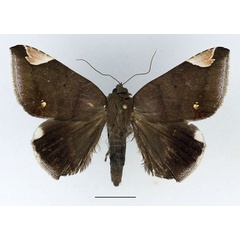 /filer/webapps/moths/media/images/J/jamesoni_Achaea_AM_Basquin.jpg