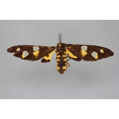 /filer/webapps/moths/media/images/M/myodes_Stictonaclia_A_BMNH.jpg