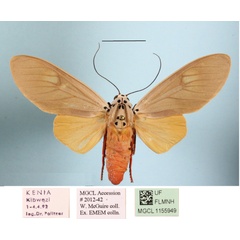 /filer/webapps/moths/media/images/P/phaedra_Amerila_AM_MGCLa_01.jpg