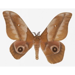 /filer/webapps/moths/media/images/A/alopia_Gonimbrasia_AM_Basquin.jpg