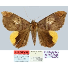 /filer/webapps/moths/media/images/S/saboeaereginae_Achaea_AT_MNHN.jpg