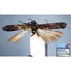 /filer/webapps/moths/media/images/A/abjunctella_Gelechia_ST_BMNH.jpg