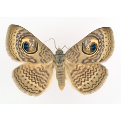 /filer/webapps/moths/media/images/P/pretiosissima_Calliodes_AF_TMSA_01.jpg