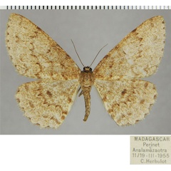 /filer/webapps/moths/media/images/P/perpectinata_Colocleora_AF_ZSM.jpg