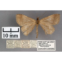 /filer/webapps/moths/media/images/T/thermozona_Plecoptera_PT_OUMNH_02.jpg