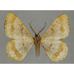 /filer/webapps/moths/media/images/V/virescens_Isturgia_HT_ZSMb.jpg