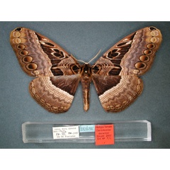 /filer/webapps/moths/media/images/D/ducarmei_Dactyloceras_AT_RMCA_01.jpg
