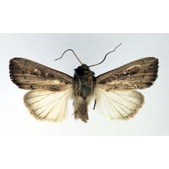 /filer/webapps/moths/media/images/P/phaea_Leucania_AM_Aulombard.jpg