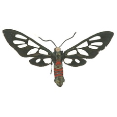 /filer/webapps/moths/media/images/K/kilimandjaronis_Amata_AF_Haynes_01.jpg