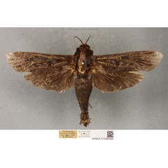 /filer/webapps/moths/media/images/U/uliginosus_Pseudocossus_PLT_BMNH_02.jpg