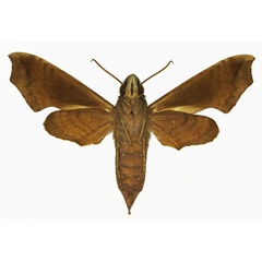 /filer/webapps/moths/media/images/S/sardanus_Temnora_AF_Basquinb.jpg