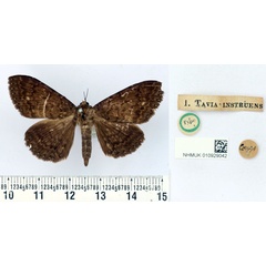 /filer/webapps/moths/media/images/I/instruens_Tavia_HT_BMNH.jpg