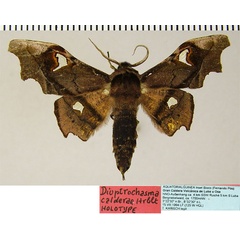 /filer/webapps/moths/media/images/C/calderae_Dioptrochasma_HT_ZSMa.jpg