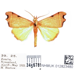/filer/webapps/moths/media/images/N/nigriciliata_Paralephana_AM_BMNH.jpg