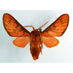 /filer/webapps/moths/media/images/A/acuta_Rhipidarctia_HT_ZSM_01.jpg