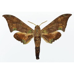 /filer/webapps/moths/media/images/E/enodia_Polyptychus_AM_Basquin_02.jpg