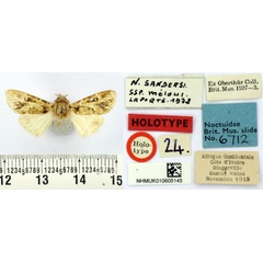 /filer/webapps/moths/media/images/M/meloui_Nyodes_HT_BMNH.jpg