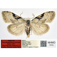 /filer/webapps/moths/media/images/B/bifurcata_Nola_PT_NHMO_02.jpg