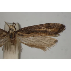/filer/webapps/moths/media/images/S/symmorpha_Plutella_HT_BMNH.jpg