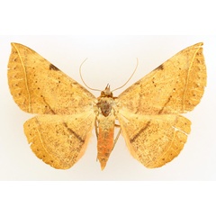 /filer/webapps/moths/media/images/C/capensis_Hypopyra_AF_TMSA_01.jpg