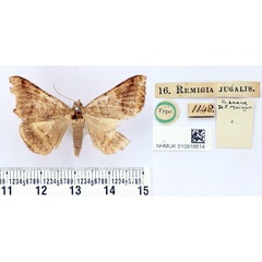 /filer/webapps/moths/media/images/J/jugalis_Remigia_HT_BMNH.jpg
