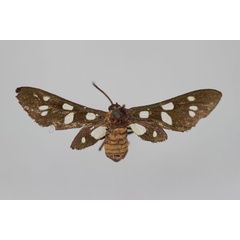 /filer/webapps/moths/media/images/C/curtiplaga_Amata_HT_BMNH.jpg