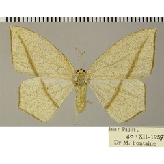 /filer/webapps/moths/media/images/A/atomaria_Acrostatheusis_AF_ZSM.jpg