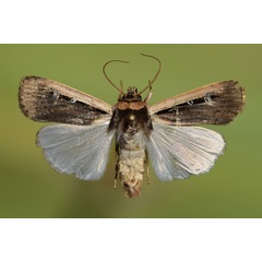 /filer/webapps/moths/media/images/L/leucogaster_Ochropleura_AM_Butler.jpg
