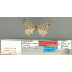 /filer/webapps/moths/media/images/S/serrimargo_Hypotephrina_HT_TMSA.jpg
