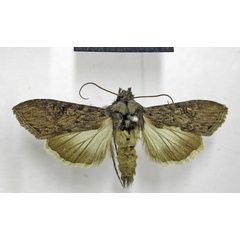 /filer/webapps/moths/media/images/N/nocturnalis_Cucullia_AM_TMSA.jpg