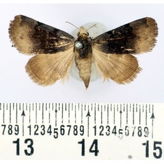 /filer/webapps/moths/media/images/N/nyctichroa_Authadistis_AF_BMNH_01.jpg