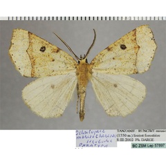 /filer/webapps/moths/media/images/M/mariaetheresiae_Odontopera_PTM_ZSM.jpg