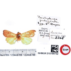 /filer/webapps/moths/media/images/P/patagiata_Paralephana_HT_BMNH.jpg