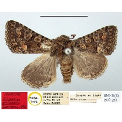 /filer/webapps/moths/media/images/P/philoxalis_Klugeana_PT_BMNH.jpg