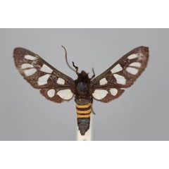 /filer/webapps/moths/media/images/A/anna_Amata_HT_BMNH.jpg