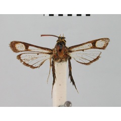 /filer/webapps/moths/media/images/F/flavipalpis_Synanthedon_HT_BMNH.jpg