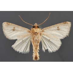 /filer/webapps/moths/media/images/D/deserticola_Cardepia_ST_MfNb.jpg