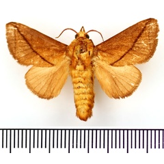 /filer/webapps/moths/media/images/T/transversata_Baria_AM_BMNH_02.jpg