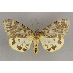 /filer/webapps/moths/media/images/N/nephelistis_Paramaenas_ST_BMNH.jpg