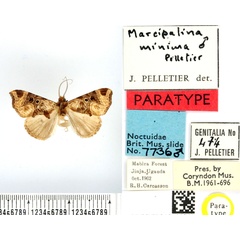 /filer/webapps/moths/media/images/M/minima_Marcipalina_PTM_BMNH.jpg
