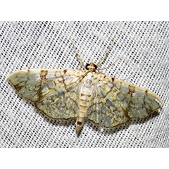 /filer/webapps/moths/media/images/P/polycymalis_Haritalodes_A_Braun.jpg