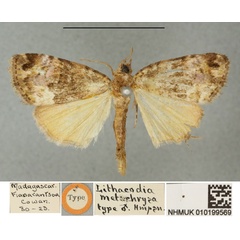 /filer/webapps/moths/media/images/M/metachrysa_Lithacodia_HT_BMNH.jpg