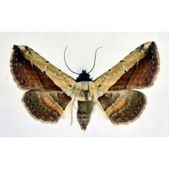 /filer/webapps/moths/media/images/L/latifera_Oruza_A_NHMO.jpg