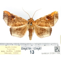 /filer/webapps/moths/media/images/P/penetrata_Episparis_AM_BMNH_02.jpg