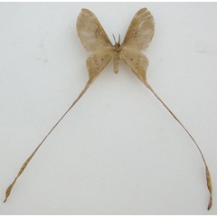 /filer/webapps/moths/media/images/T/trogophylla_Eudaemonia_AM_NHMUKb_qIjCu59.jpg